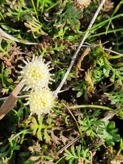 Leptinella squalida