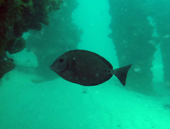 Prionurus microlepidotus