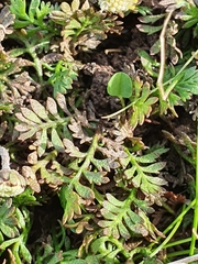 Leptinella squalida