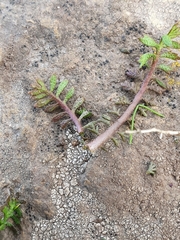Leptinella squalida
