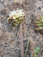 Leptinella squalida