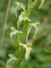 Platanthera devolii