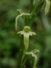 Platanthera devolii