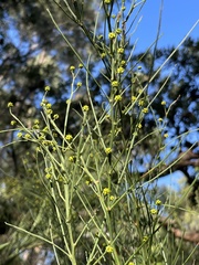 Acacia juncifolia