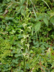 Platanthera devolii