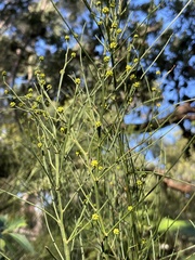 Acacia juncifolia