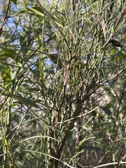 Acacia juncifolia