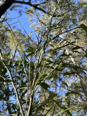 Acacia juncifolia