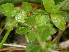 Galium formosense
