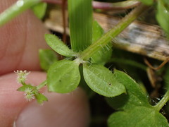 Galium formosense