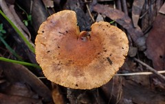 Gymnopilus allantopus