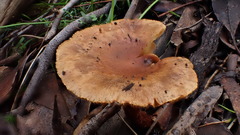 Gymnopilus allantopus