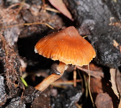 Cortinarius mastoideus