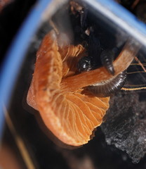 Cortinarius mastoideus