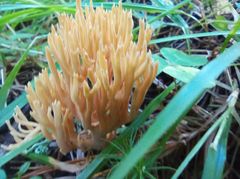 Ramaria tsugina