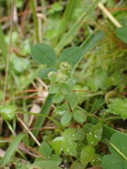 Galium formosense