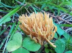 Ramaria tsugina