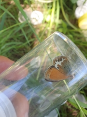 Coenonympha arcania