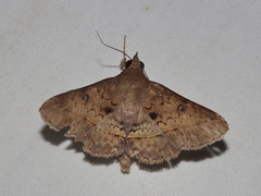 Hypospila bolinoides