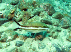 Canthigaster callisterna