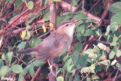 Helopsaltes certhiola