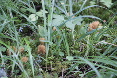 Ramaria tsugina