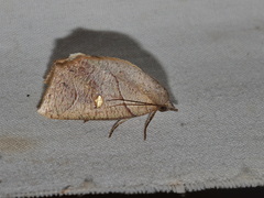 Pterogonia