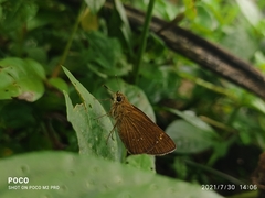Polytremis lubricans