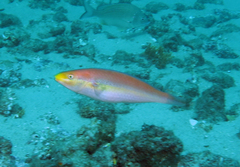Stethojulis interrupta