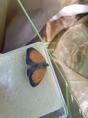 Coenonympha arcania