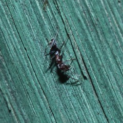 Iridomyrmex rufoniger