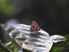 Flos fulgida singhapura