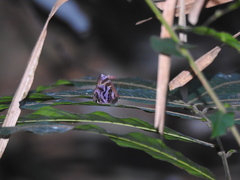 Flos fulgida singhapura