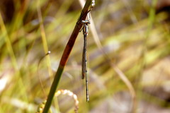 Chlorolestes conspicuus