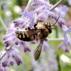 Anthidium septemspinosum