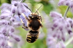 Anthidium septemspinosum