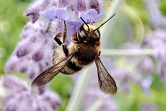 Anthidium septemspinosum