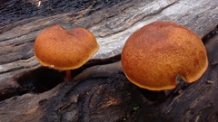 Gymnopilus eucalyptorum