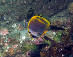 Chaetodon flavirostris