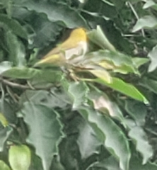 Zosterops palpebrosus