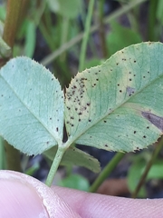 Uromyces trifolii-repentis