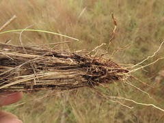 Aristida aequiglumis