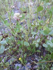 Uromyces trifolii-repentis