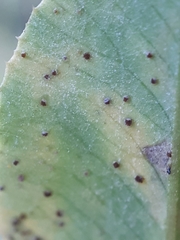 Uromyces trifolii-repentis