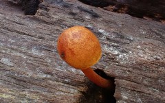 Gymnopilus eucalyptorum