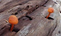 Gymnopilus eucalyptorum