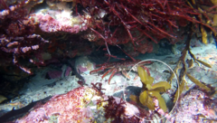 Carpophyllum flexuosum