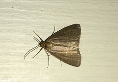 Evergestis aenealis