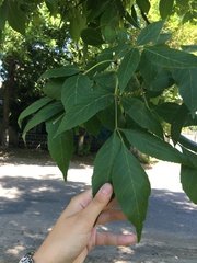 Fraxinus pennsylvanica