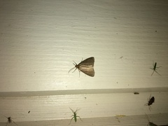 Evergestis aenealis